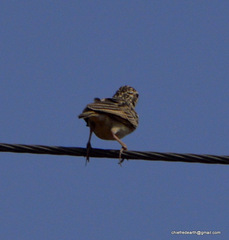 Mirafra assamica
