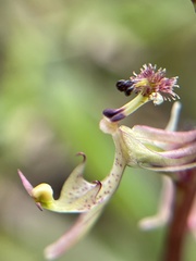 Arthrochilus irritabilis