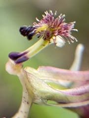 Arthrochilus irritabilis