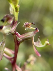 Arthrochilus irritabilis