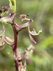 Arthrochilus irritabilis