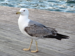 Larus michahellis
