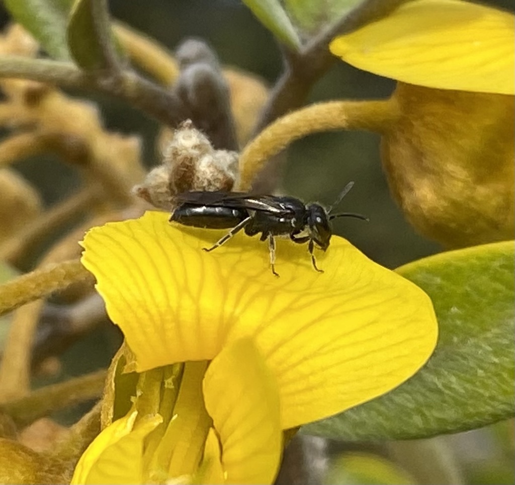 Laetan Yellow-faced Bee