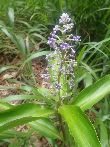 Pollia macrophylla