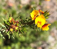 Pultenaea acerosa