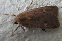 Diarsia canescens