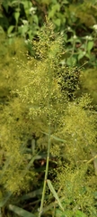 Panicum sarmentosum