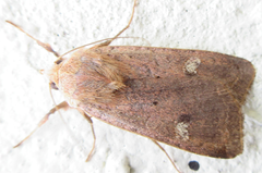 Diarsia canescens