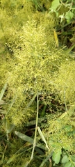 Panicum sarmentosum