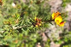 Pultenaea acerosa
