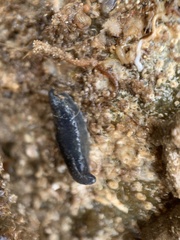 Neoamphicyclus mutans