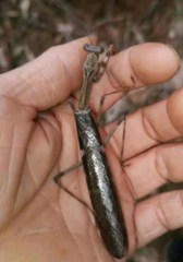 Ephierodula albomaculata