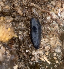 Neoamphicyclus mutans