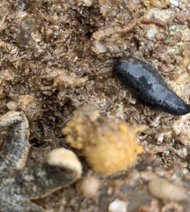 Neoamphicyclus mutans