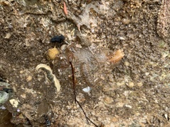 Neoamphicyclus mutans