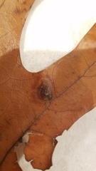 Polystepha pustuloides