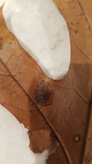 Polystepha pustuloides