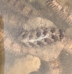 Lepidonotus melanogrammus