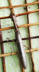 Ephierodula albomaculata