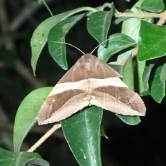Bastilla fulvotaenia