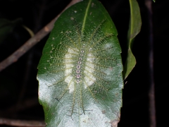 Tanaecia whiteheadi