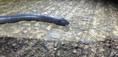 Amblyodipsas polylepis