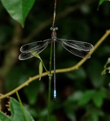 Orolestes octomaculatus