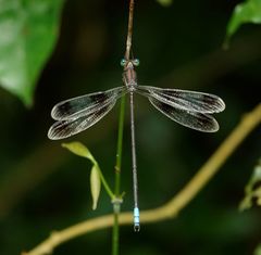Orolestes octomaculatus