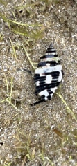 Engina zonalis