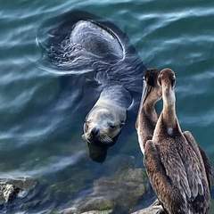 Zalophus californianus