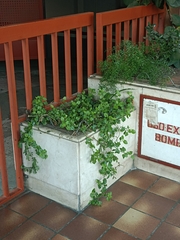 Mesembryanthemum cordifolium