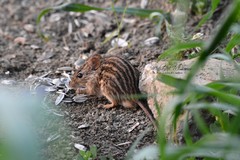 Lemniscomys barbarus