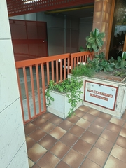 Mesembryanthemum cordifolium