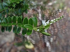 Veronica vernicosa