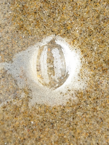 photo of Sea Gooseberries (Pleurobrachiidae)