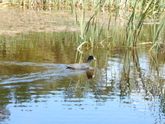 Fulica atra australis