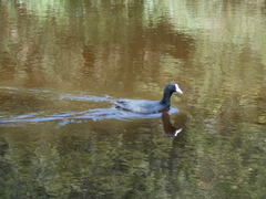 Fulica atra australis