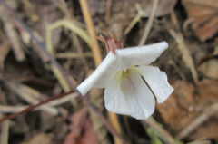 Viola chaerophylloides