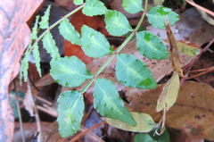 Zanthoxylum piperitum