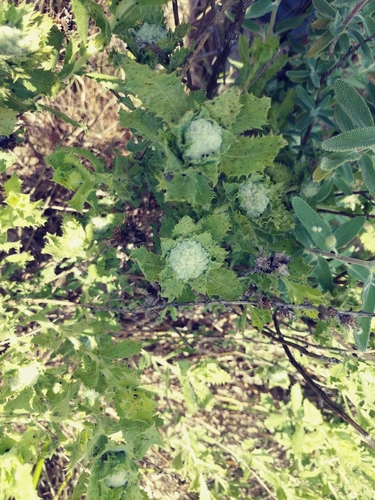 iNaturalist observation photo of Plants
