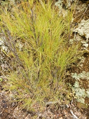Dracophyllum longifolium