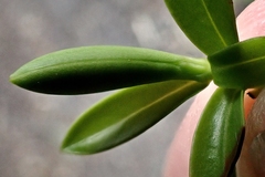 Veronica vernicosa
