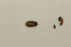Helobata larvalis