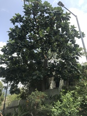Artocarpus altilis