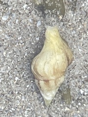 Nodopelagia brazieri