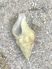 Nodopelagia brazieri