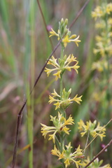 Pimelea curviflora sericea