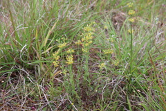 Pimelea curviflora sericea