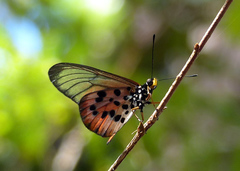 Acraea sambavae