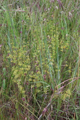 Pimelea curviflora sericea